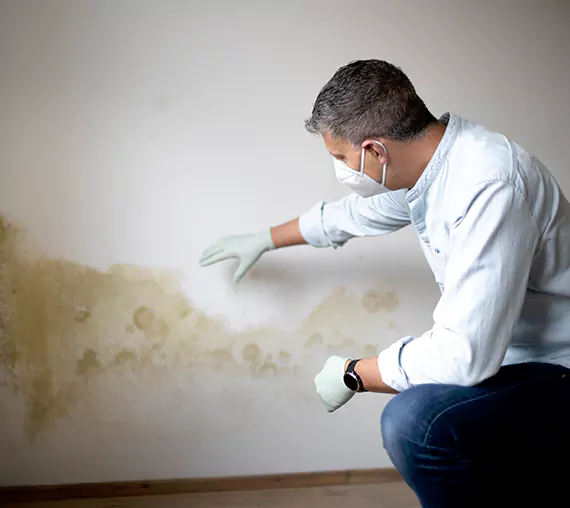 Mold Removal Service in Bountiful, UT